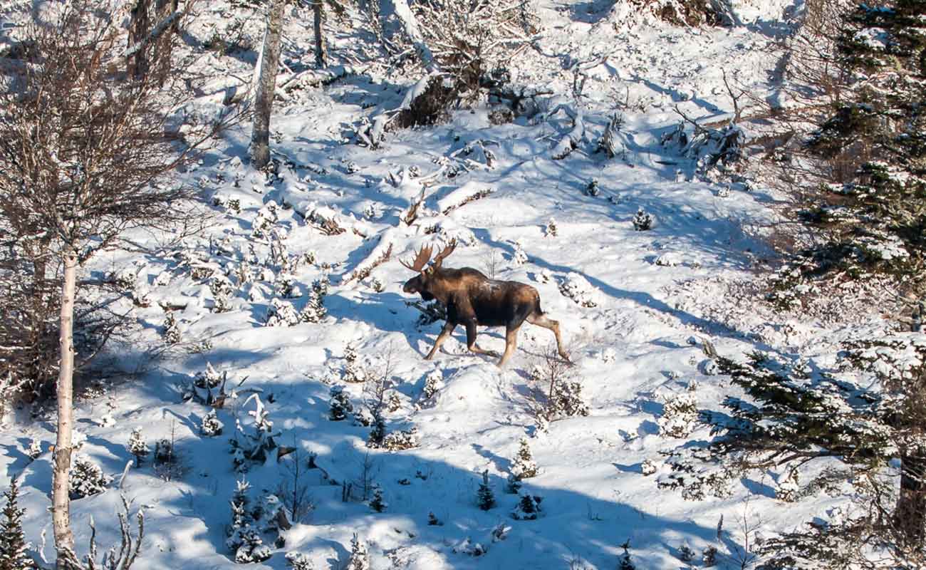 Newfoundland Moose Hunt At Fly In Hunting Lodge