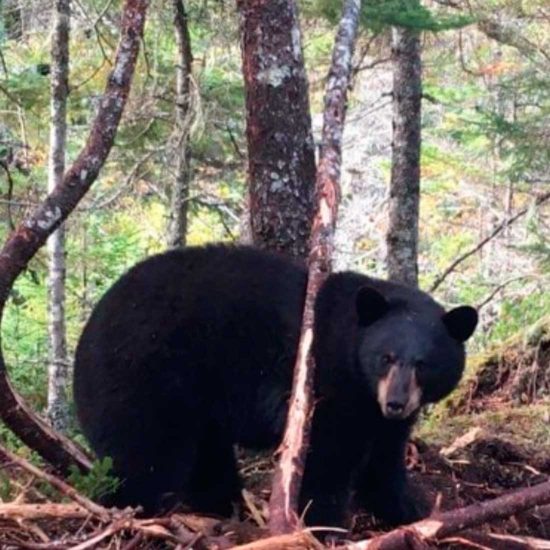 Newfoundland Bear Hunts