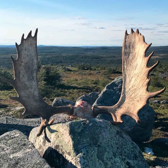 Newfoundland Hunting Rates Big Game Outfitters