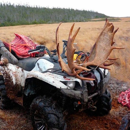 Newfoundland Moose Hunting and Black Bear Hunts