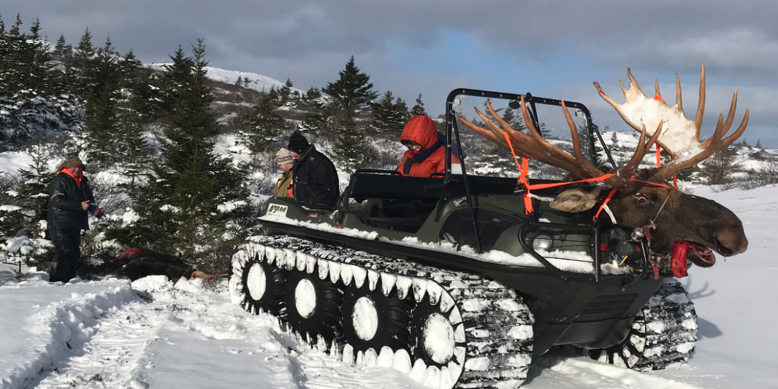 Newfoundland Moose Hunting Guides and Outfitters