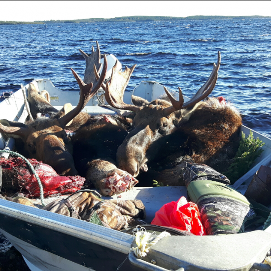 Newfoundland Moose Hunting Outfitters