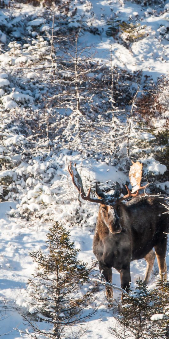 Newfoundland big game hunting camp