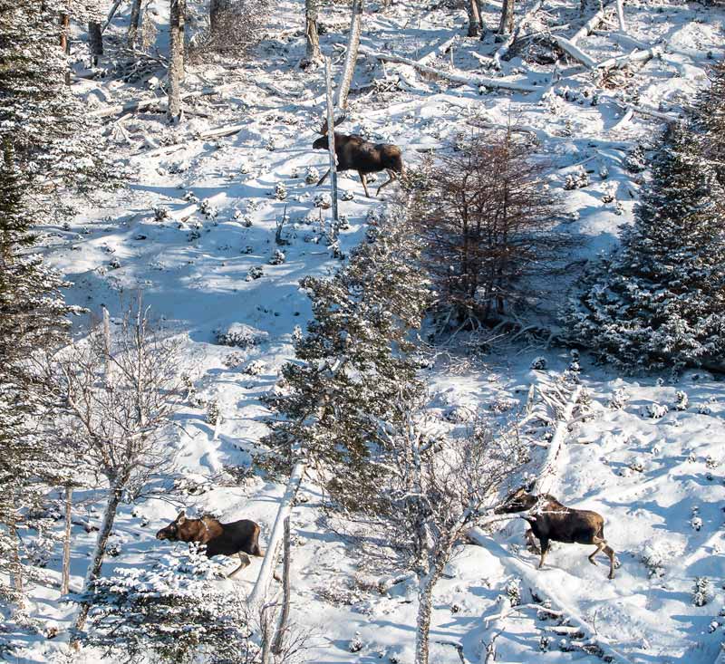 Fly In Moose Hunting Camp Newfoundland