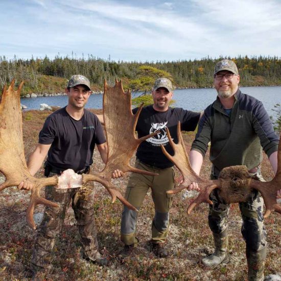 Woodmans Newfoundland Moose Hunts